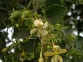 Sage Glorybower